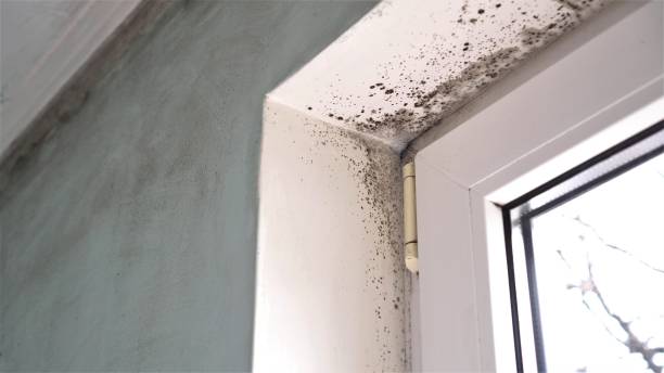 Best Mold Removal for HVAC Installations  in Edgewater, NJ