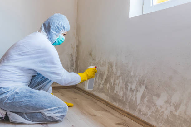 Best HVAC Mold Inspection and Cleaning  in Edgewater, NJ