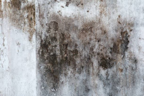 Best Industrial Mold Remediation  in Edgewater, NJ