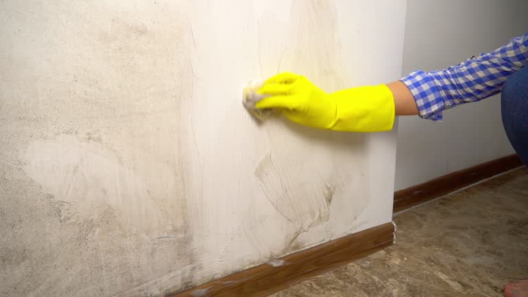 Best Comprehensive Air Testing for Mold Contaminants  in Edgewater, NJ
