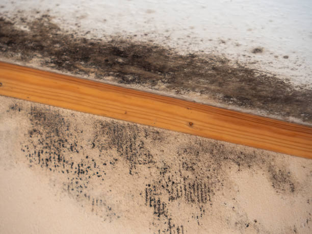 Best Mold Remediation for Vacation Homes  in Edgewater, NJ