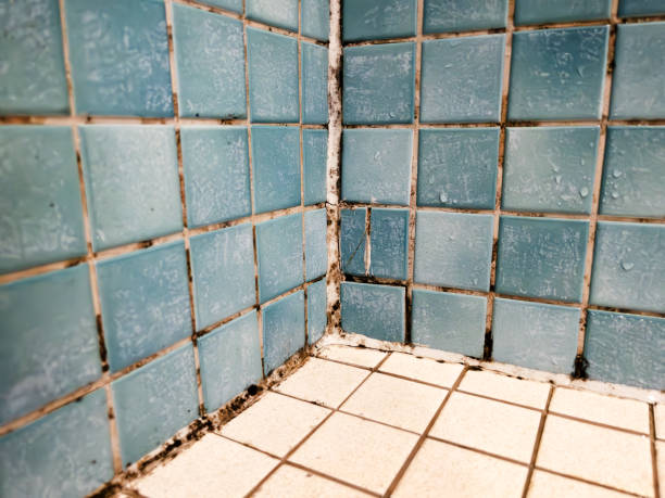 Best Residential Mold Inspection & Testing  in Edgewater, NJ