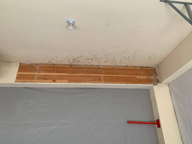 Best Mold Damage Restoration  in Edgewater, NJ