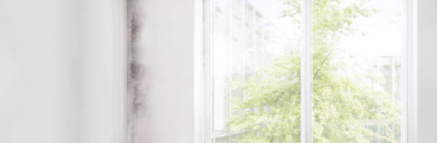 Best Airborne Mold Testing  in Edgewater, NJ