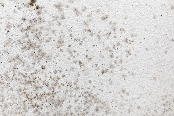 Best Indoor Air Quality Assessment  in Edgewater, NJ