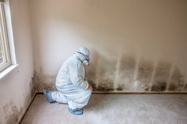 Best Mold Odor Removal Services  in Edgewater, NJ