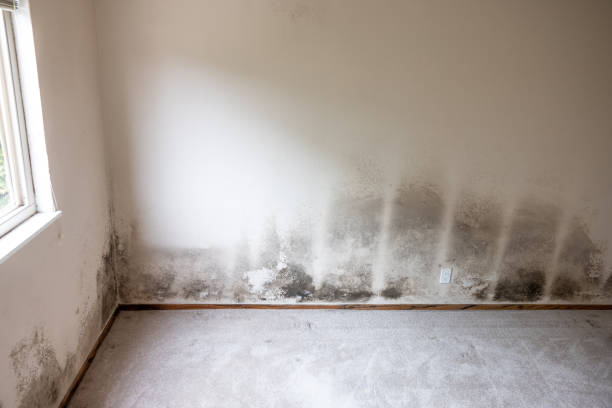 Reliable Edgewater, NJ Mold Removal Solutions