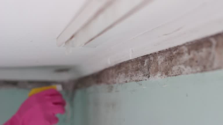Best Black Mold Removal  in Edgewater, NJ